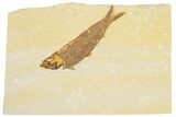 Detailed Fossil Fish (Knightia) - Wyoming #186497-1